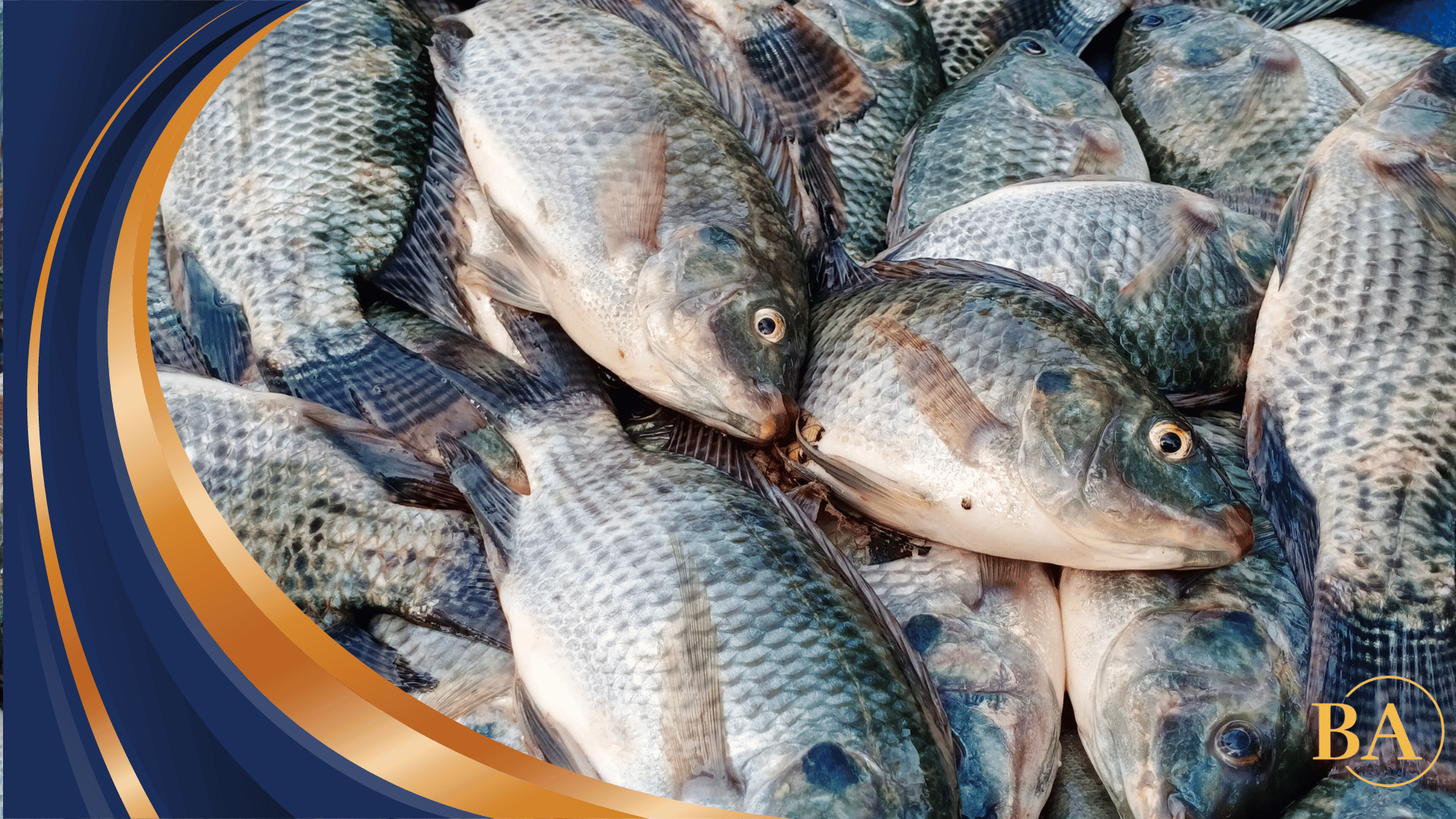 Ingin Hasil Ternak Berkualitas? Ikuti Cara Ternak Ikan Nila Ini