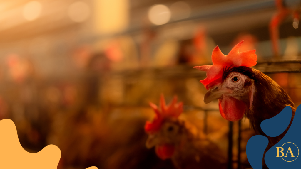 Studi kasus sukses dari peternak ayam petelur profesional